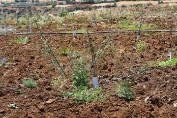 Plantación de 4.400 almendreros, nogales, higueras y olivos en Valsequillo (Foto TA)